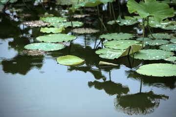 IMG_4200---.jpg