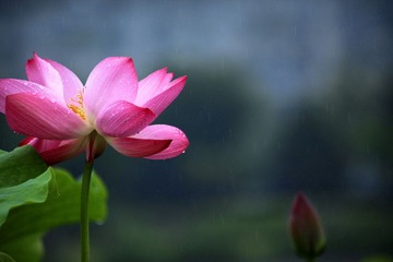 IMG_4247.jpg