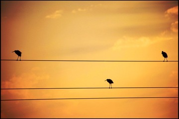 IMG_5509--.jpg