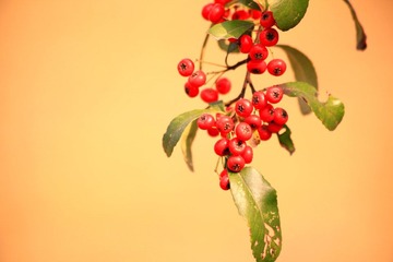 IMG_6269--.jpg