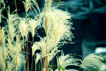 IMG_6262--.jpg