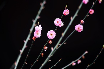 IMG_6901--.jpg