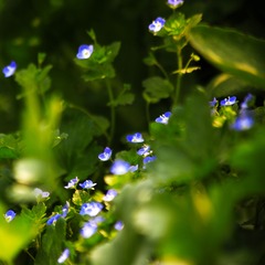 IMG_6956--.jpg