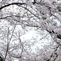 DSCF0376-.jpg