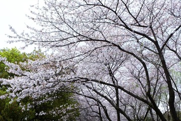 DSCF0301-.jpg