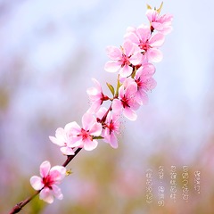 IMG_6975--.jpg