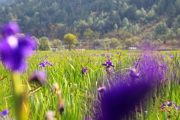 IMG_7329--.jpg