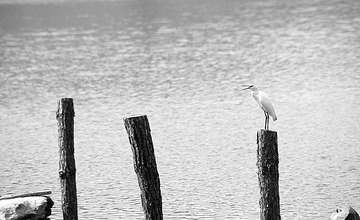 IMG_7261--.jpg