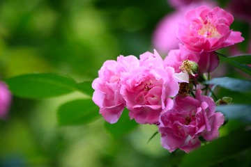 IMG_7737--.jpg
