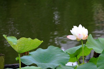 IMG_8011--.jpg