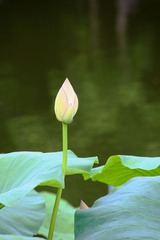 IMG_8010--.jpg