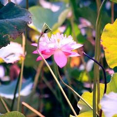 IMG_8195---.jpg