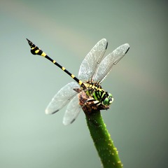 IMG_8191--.jpg