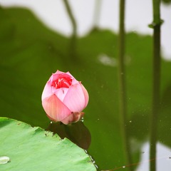 IMG_8183--.jpg