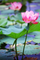 IMG_8175--.jpg
