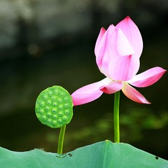 有花必有果