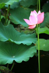 一技独秀