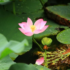 花瓣悄然飘落