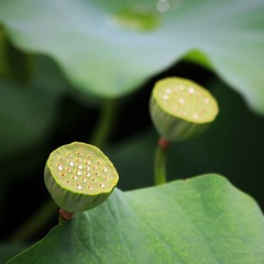 盛夏后的果实