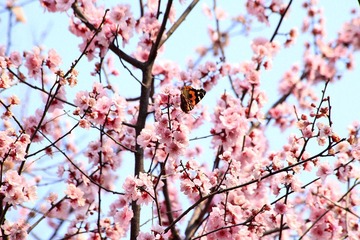 _MG_0885--