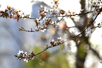 _MG_0868--