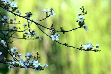 _MG_0799--