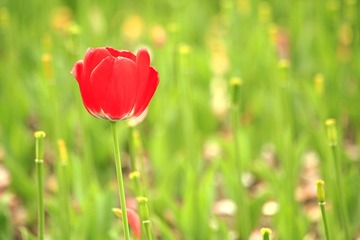 _MG_1215--