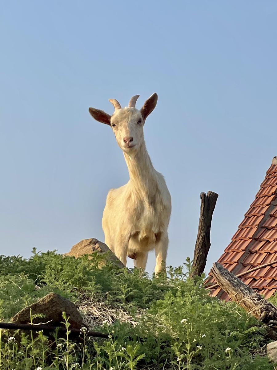 生活在山里所有的景色朴实无华一朵花一片香葱一只小羊对陌生闯入者的