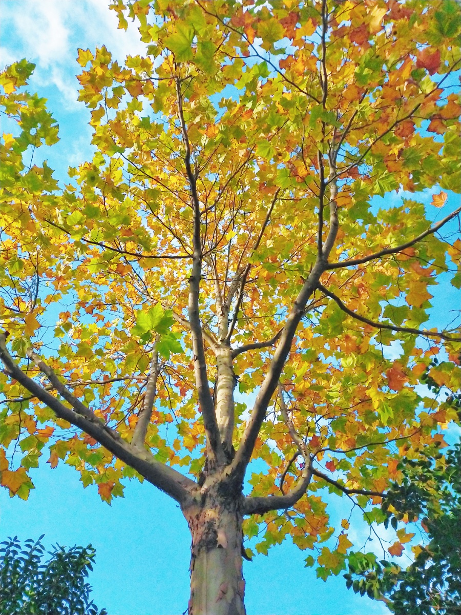 绿枫树 - 小废鱼123 - 图虫