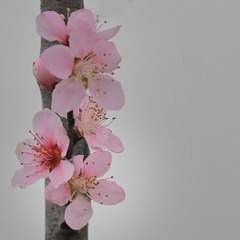 8298C4FD-D067-4905-A095-D46D6B7BC9C1/L0/001