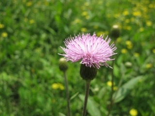 IMG_0617.JPG
