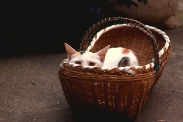 篮子里的猫