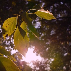 SDIM0910.jpg