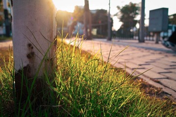 SDIM0917.jpg