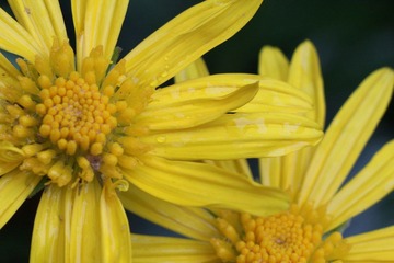 IMG_1649.JPG
