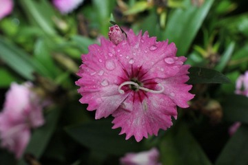 IMG_1766.JPG