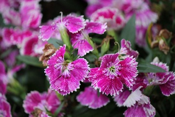 IMG_1762.JPG
