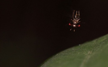 IMG_2248.jpg