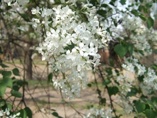 花图鉴----丁香.1.JPG