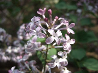花图鉴----丁香.3.JPG