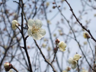 花图鉴----梅花.JPG