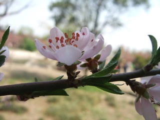 花图鉴----桃花.1.JPG