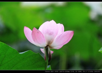 翠湖湿地的荷花