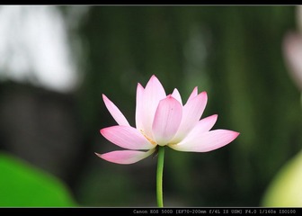 翠湖湿地荷花