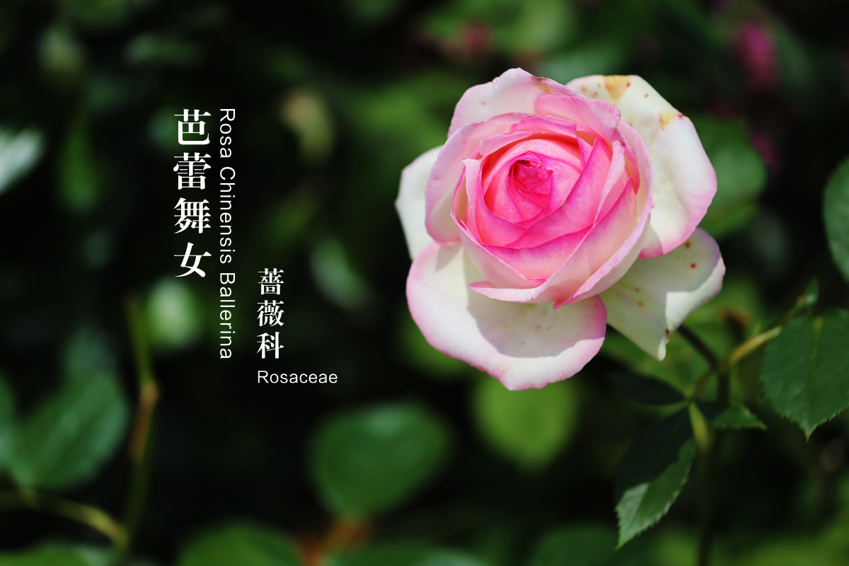 芭蕾舞女月季