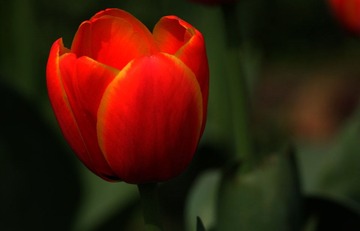 IMG_1816.jpg