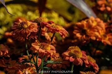 IMG_4234.jpg