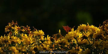 IMG_4239.jpg