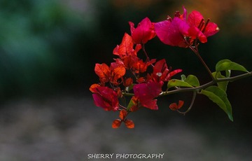 IMG_4260.jpg