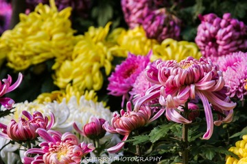 IMG_4276.jpg